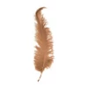 Struisveer Spadona Beige 50-60cm -MONNIKENDAM Verkoop wconn 401391