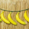 Bananen Riem 1 Bananen Riem -MONNIKENDAM Verkoop wconn 408327